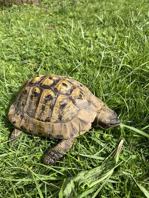 Griechische Landschildkröte - männlich