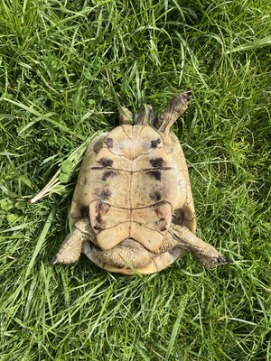 Griechische Landschildkröte - männlich