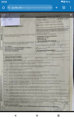 Griechische Landschildkröte - männlich