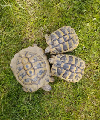 Griechische Landschildkröte - männlich