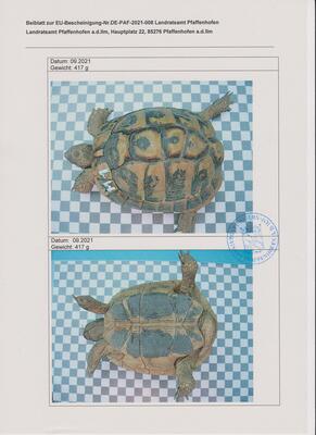 Griechische Landschildkröte - männlich