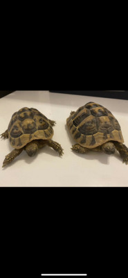 Griechische Landschildkröte - unbekannt