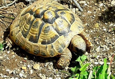 Griechische Landschildkröte - unbekannt