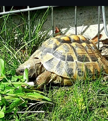 Griechische Landschildkröte - unbekannt