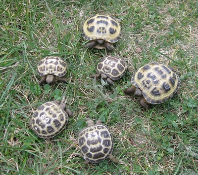 Griechische Landschildkröte - unbekannt 1