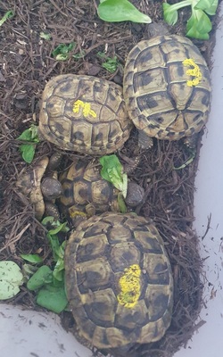 Griechische Landschildkröte - unbekannt
