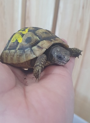 Griechische Landschildkröte - unbekannt