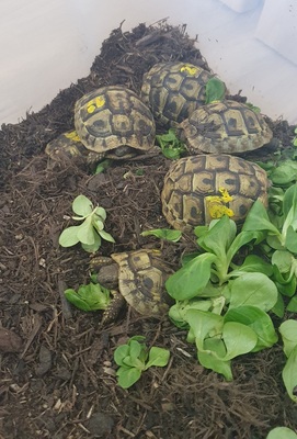 Griechische Landschildkröte - unbekannt