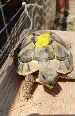 Griechische Landschildkröte - unbekannt