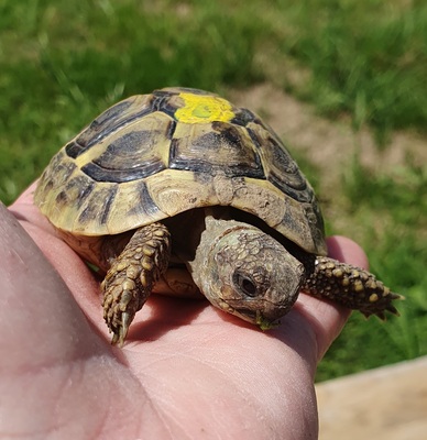 Griechische Landschildkröte - unbekannt