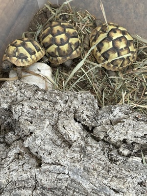 Griechische Landschildkröte - unbekannt