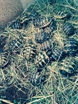 Griechische Landschildkröte - unbekannt