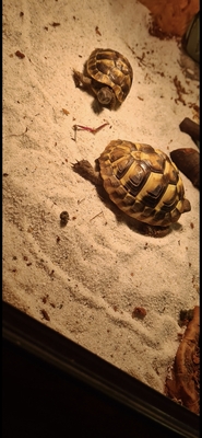 Griechische Landschildkröte - unbekannt