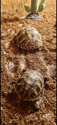 Griechische Landschildkröte - unbekannt