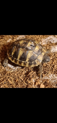 Griechische Landschildkröte - unbekannt