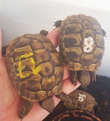 Griechische Landschildkröte - unbekannt