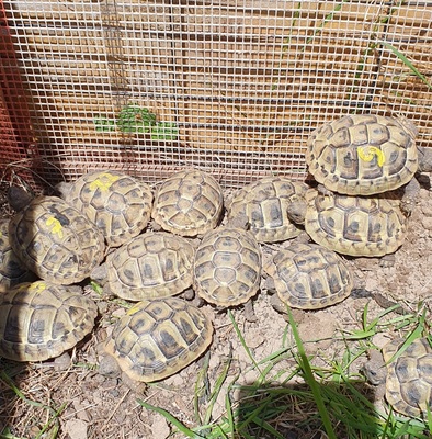 Griechische Landschildkröte - unbekannt