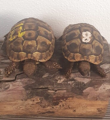 Griechische Landschildkröte - unbekannt