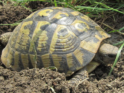 Griechische Landschildkröte - unbekannt