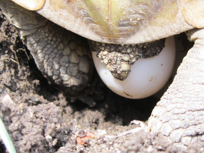 Griechische Landschildkröte - unbekannt