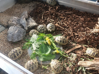 Griechische Landschildkröte - unbekannt
