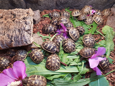 Griechische Landschildkröte - unbekannt