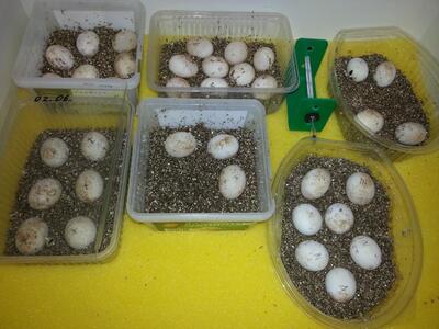 Griechische Landschildkröte - unbekannt