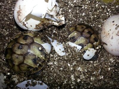 Griechische Landschildkröte - unbekannt