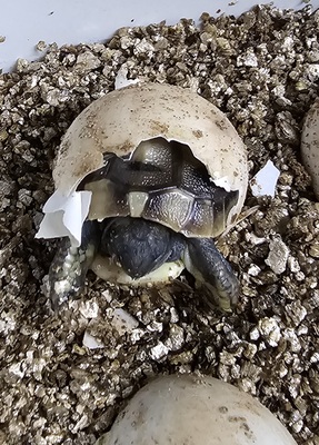 Griechische Landschildkröte - unbekannt