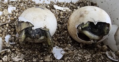 Griechische Landschildkröte - unbekannt