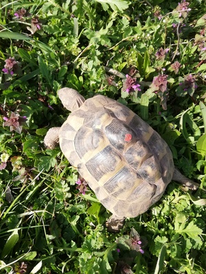 Griechische Landschildkröte - weiblich