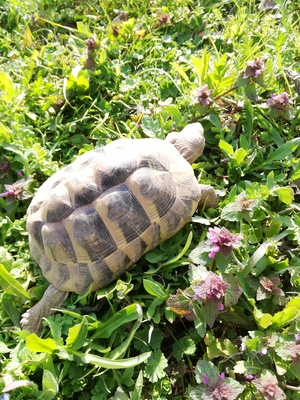 Griechische Landschildkröte - weiblich