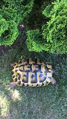 Griechische Landschildkröte - weiblich