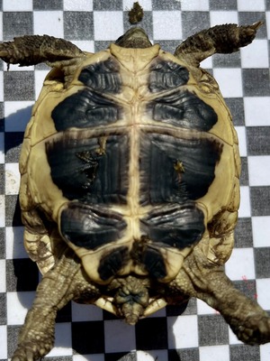 Griechische Landschildkröte - weiblich