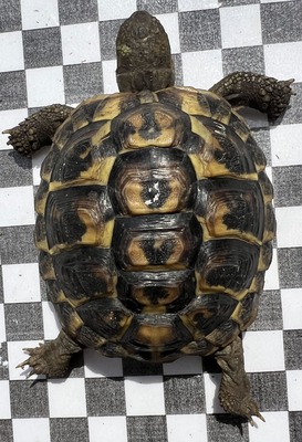 Griechische Landschildkröte - weiblich
