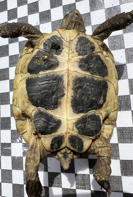 Griechische Landschildkröte - weiblich