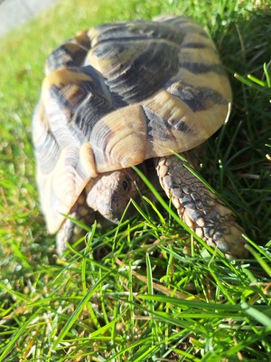 Griechische Landschildkröte - weiblich