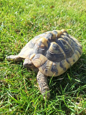 Griechische Landschildkröte - weiblich