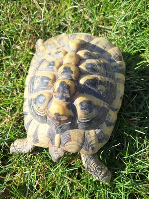 Griechische Landschildkröte - weiblich