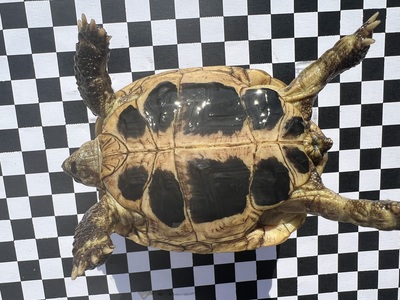 Griechische Landschildkröte - weiblich