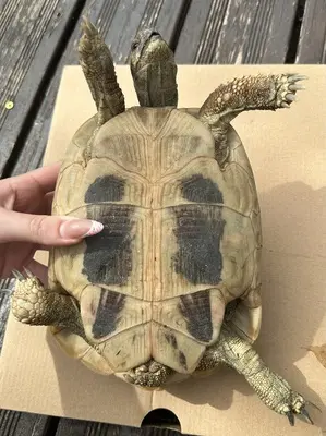 Griechische Landschildkröte - weiblich