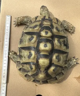 Griechische Landschildkröte - weiblich