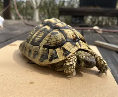 Griechische Landschildkröte - weiblich