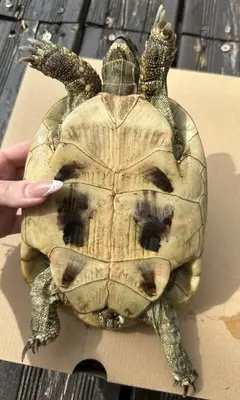 Griechische Landschildkröte - weiblich