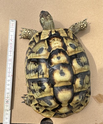 Griechische Landschildkröte - weiblich