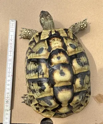 Griechische Landschildkröte - weiblich