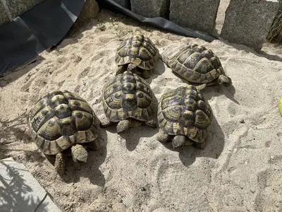 Griechische Landschildkröte - weiblich
