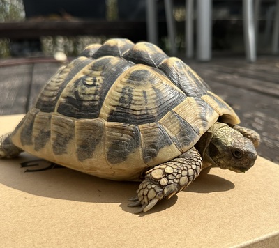 Griechische Landschildkröte - weiblich 1