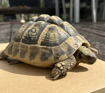 Griechische Landschildkröte - weiblich