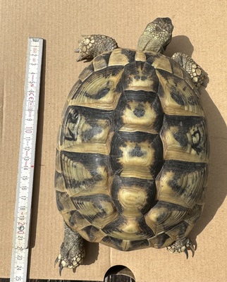 Griechische Landschildkröte - weiblich